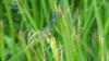 Coenagrion pulchellum